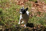 BOULEDOGUE FRANCAIS 1047